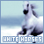 weiße Pferde
